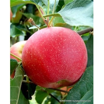 Fuji Elma Fidanı Aşılı - 2 Yaş Açık Köklü 80-100 Cm
