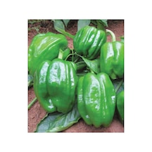 Agrodal Tarım Ata Tohumu Yöresel Dolma Biber Antep 100 Adet Tohum Sku: Smgstkbea88bdd9e Açık Gri