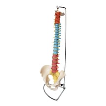 Didaktik Omurga ve Kalça (Pelvisli Vertebra) Modeli 75 cm