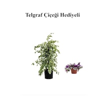 Avantajlı Beyaz Alacalı Benjamin Bitkisi Sevgililer Gününe Özel