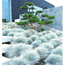 Mavi Çim Festuca Glauca 30 Adet
