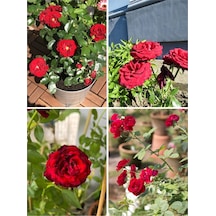 Yediveren Kırmızı Renkli 40 60 Cm 1 Adet Saksılı Aşılı Gül Fidesi Red Rose