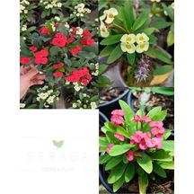 Videolu 3'lü Sarı Kırmızı Pembe Dikenler Tacı 10-15 Cm Saksılı Çiçekli Bodur Bitki Euphorbia Milii