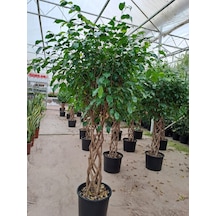 5 Yaş Örgülü Ficus Benjamin Çiçeği