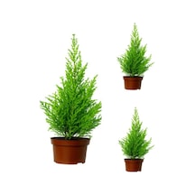 Limon Çamı Limoni Servi Fidanı 30 50 Cm 3 Adet Tüplü Cupressus Macrocarpa Goldcrest