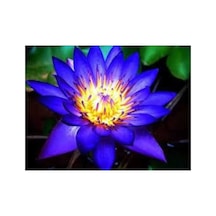 10 Adet Tohum Organik Mavi Nilüfer Çiçek Tohumu Lotus Japon Dev Çiçek Tohumu Hediye Tohumlu