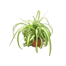 Chlorophytum Comosum 'Bonnie' (Kurdele Çiçeği) Ø12 CM Y20-25 CM