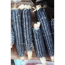 Hopi Blue Mısır Tohumu Atalık Kızılderili Mısırı