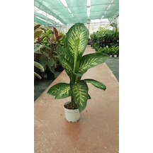 Difenbahya Bitkisi Dieffenbachia Tropic Snow , 60-80 Cm, Salon Ve İç Mekan Bitkisi Çok Renkli