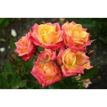 Tüplü Aşılı Little Turuncu Sunset Aşılı Yediveren Gül Fidanı