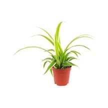 Mini Boy Kurdela Çiçeği Fidanı 10-20 Cm