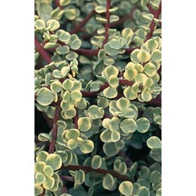 Serada Decor Plant Portulaca Afra Variegata Alacalı Fil Azığı Sukulent Bitki