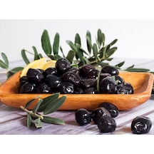 4 Yaş Gemlik Zeytin Fidanı