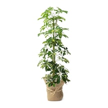 Videolu Çift Dal Alacalı Şeflera Çiçeği 40-80 Cm Saksılı Iç Mekan Bitkileri Schefflera