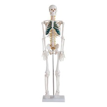 İnsan İskeleti Modeli Spinal Sinirli 85 cm