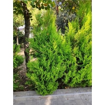 Ithal Limoni Selvi Limon 30 50 Cm 1 Adet Tüplü Dış Mekan Bitkisi Cupressus Macrocarpa