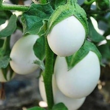 Japanese Egg White Etli Yumurta Patlıcan Tohumu 15 Tohum