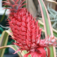 Saksıda Pembe Ananas Meyvesi Fidanı Çok Özel