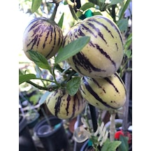 Tüplü Salkım Meyveli Pepino Fidanı Yaş 1 Boy 45-65Cm