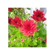 Kırmızı Bodur Kasımpatı Çiçeği Fidanı 10-20 Cm