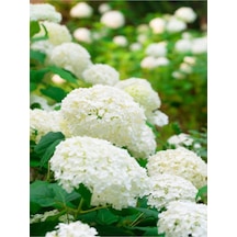 çınar Kartopu Çiçeği Fidanı 50 60 Cm 1 Adet Tüplü/saksılı Dış Mekan Hydrangea Hortensia
