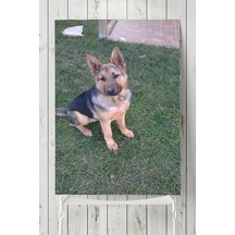 Kurt Köpeği Hayvan Posteri 2