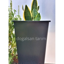 10 Adet 15 Lt Kare Üretim Saksısı Siyah Saksı Fide Saksı