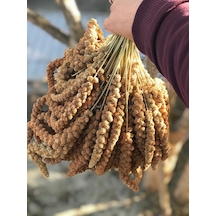 Murtcu Kızıl Dal Darı Protein Deposu Organik Kuş Yemi 2 Kg