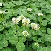 Yonca Ak Üçgül Tohumu Trifolium Repens 1 KG