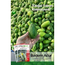 25 Adet Ata Tohumu Badem Acur