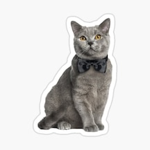 Chartreux Kedi Araba Oto Sticker Etiket Renkli V9