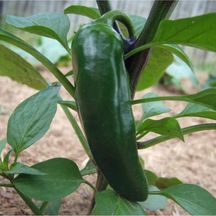 Jalapeno Biber 100 Adet Tohum+ Saksı + Torf
