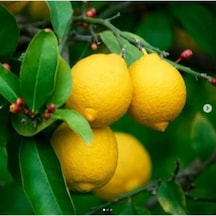 Rüzgarbotanik Yediveren Limon 80Cm 100Cm