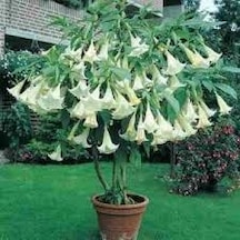 5 Adet Tohum Nadir Bulunan Beyaz Angel Trumpet Çiçeği