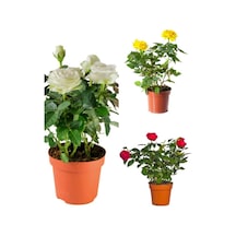 Videolu Yediveren Kırmızı Beyaz Sarı Renkli 25 50cm 3 Adet Saksılı Aşılı Gül Red White Yellow Rose