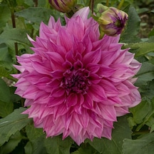 Cafe Au Lait Rose Dahlia İri Yıldız Çiçeği Yumrusu (1 Adet)