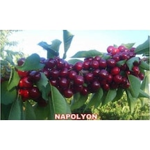 Napolyon Bodur Kiraz Fidanı Aşılı - 2 Yaş Tüplü 20-50 Cm