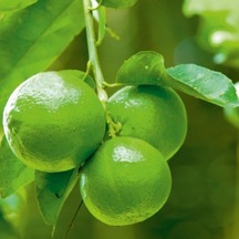 Tüplü Aşılı Yeşil Lime Quat çekirdeksiz Limon Fidanı