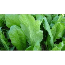 Tere Tohumu 500+ Tohum N118249