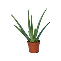 Canlı Aloevera Bitkisi 15cm