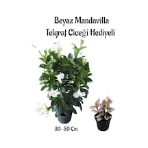 Kokulu Beyaz Renk Mandevilla Çiçeği Anneler Gününe Özel Pembe Telgraf Çiçeği Hediyeli