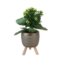 Beyaz Kalanşo Gold Damla Saksıda Kalanchoe
