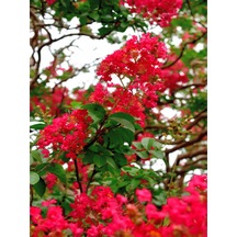 Videolu Kırmızı Çiçekli Oya Ağacı Fidanı 30 60 Cm 1 Adet Saksılı/tüplü Lagerstroemia Indica