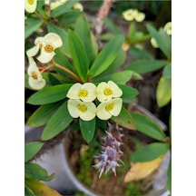 Sarı Milli Dikenler Tacı Çiçekli Kaktüs 1 Adet Saksılı 20-40 Cm Euphorbia
