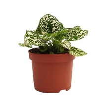 Hypoestes Hostes Çiçeği Fidanı Çilli Beyaz 10-20 Cm