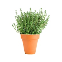 Videolu Keskin Kokulu 5 Adet Kekik Fidanı 20-30cm Saksılı Thyme