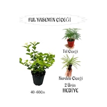 Mis Kokulu Ful Yasemin 1 Adet+tül Çiçeği-kurdele Çiçeği Hediyeli