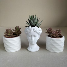 Haworthia & Sedum 3'lü Sukulent Seti | Helen Beyaz Seri
