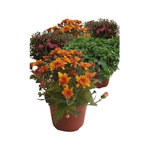 Kasımpatı Krizantem Chrysanthemum Seti 5 Adet