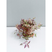 Tradescantia Telgraf Çiçeği Pembe 10-20 Cm